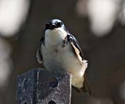 Picture/image of Tree Swallow