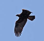 Picture/image of Golden Eagle