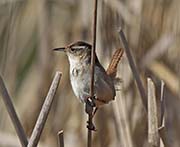 Picture/image of Marsh Wren