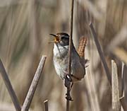 Picture/image of Marsh Wren