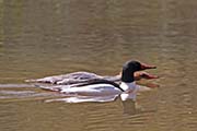 Picture/image of Common Merganser