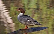 Picture/image of Common Merganser