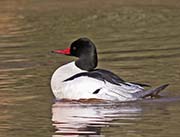 Picture/image of Common Merganser