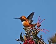 Picture/image of Rufous Hummingbird