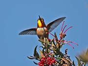 Picture/image of Rufous Hummingbird