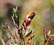 Picture/image of Rufous Hummingbird