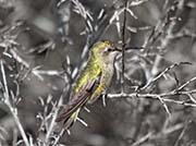 Picture/image of Calliope Hummingbird