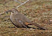Picture/image of California Thrasher