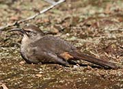 Picture/image of California Thrasher