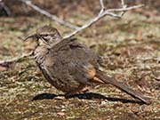 Picture/image of California Thrasher