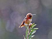 Picture/image of Rufous Hummingbird