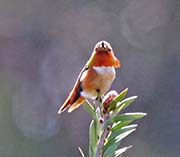 Picture/image of Rufous Hummingbird