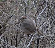Picture/image of Canyon Towhee