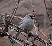 Picture/image of Gray-headed Junco