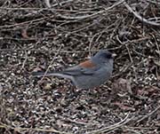 Picture/image of Gray-headed Junco