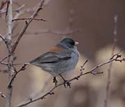 Picture/image of Gray-headed Junco
