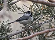Picture/image of Mountain Chickadee