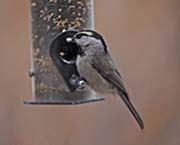 Picture/image of Mountain Chickadee