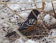 Picture/image of Spotted Towhee