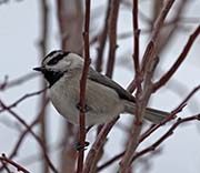 Picture/image of Mountain Chickadee