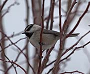 Picture/image of Mountain Chickadee