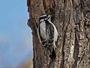 Picture/image of Hairy Woodpecker