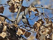 Picture/image of Mountain Chickadee