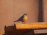 Picture/image of American Robin