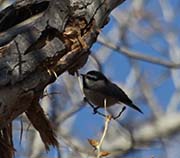 Picture/image of Mountain Chickadee