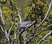 Picture/image of Bridled Titmouse