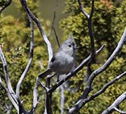 Picture/image of Bridled Titmouse