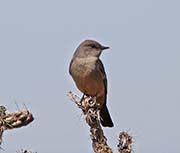 Picture/image of Say's Phoebe