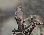 Picture/image of Curve-billed Thrasher