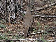 Picture/image of Curve-billed Thrasher