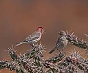 Picture/image of House Finch