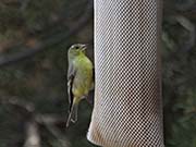 Picture/image of Lesser-Texas Goldfinch