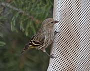 Picture/image of Pine Siskin