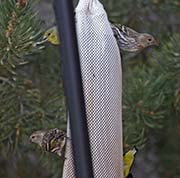 Picture/image of Pine Siskin