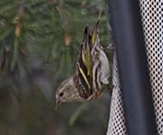 Picture/image of Pine Siskin