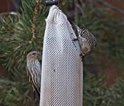 Picture/image of Pine Siskin