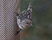 Picture/image of Pine Siskin