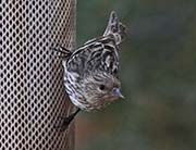 Picture/image of Pine Siskin