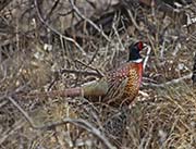 Picture/image of Ring-necked Pheasant