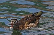 Picture/image of Wood Duck