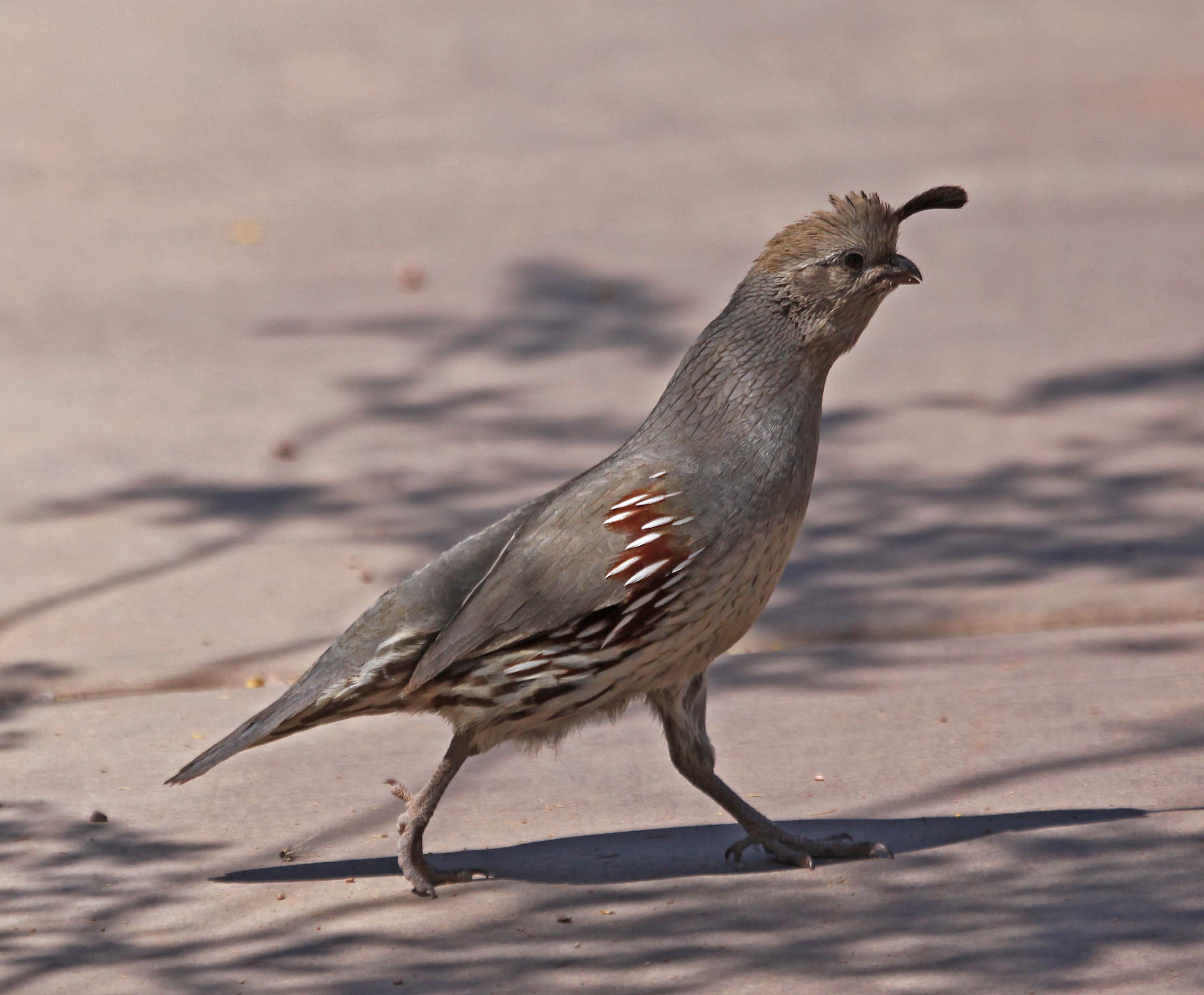 Pictures and information on Gambel's Quail