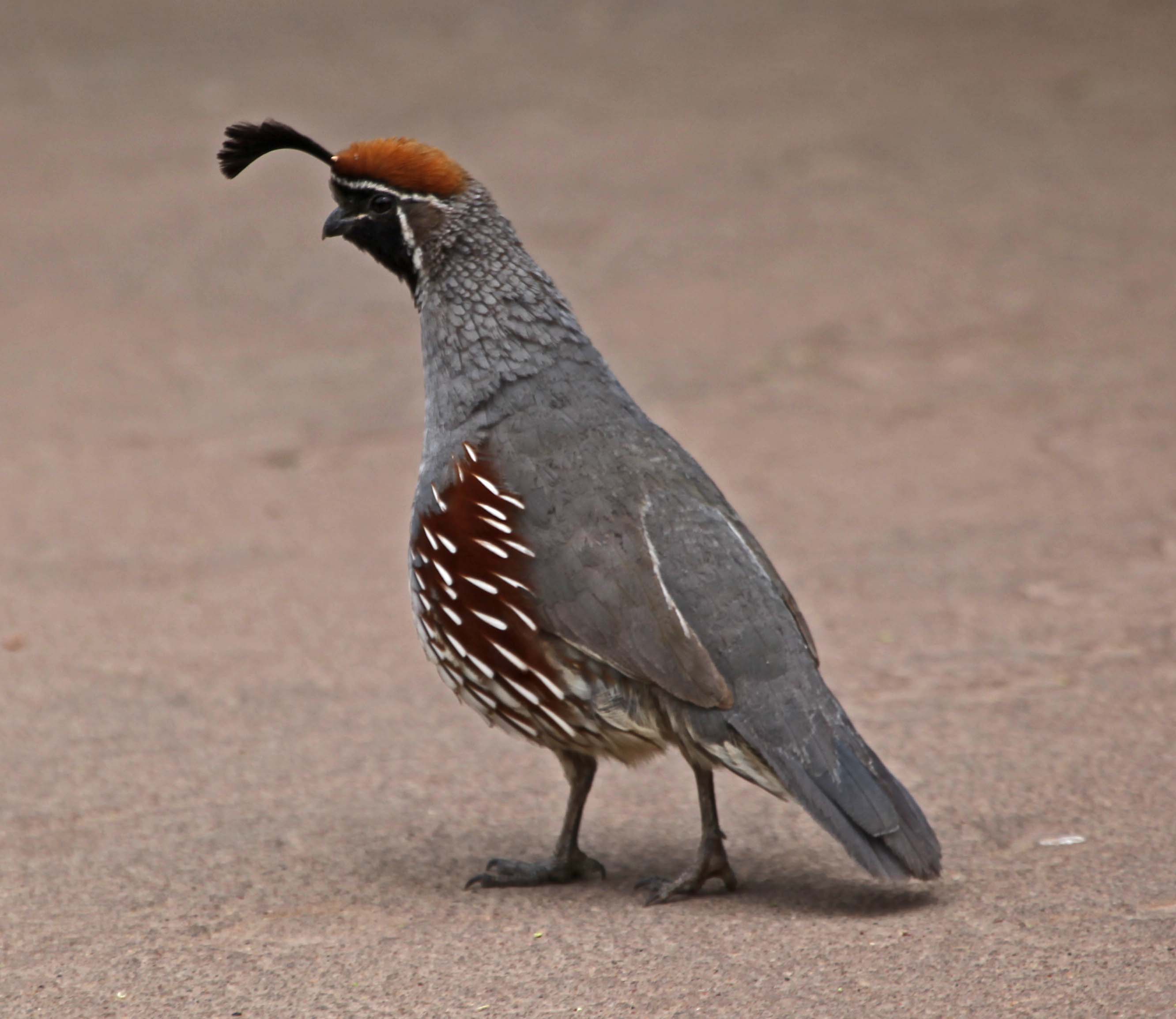 Pictures and information on Gambel's Quail
