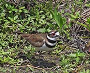 Picture/image of Killdeer