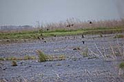 Picture/image of Anahauc NWR