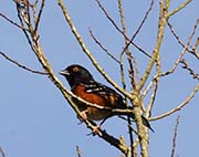 Picture/image of Spotted Towhee