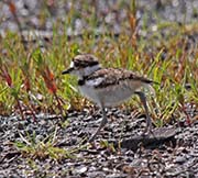 Picture/image of Killdeer